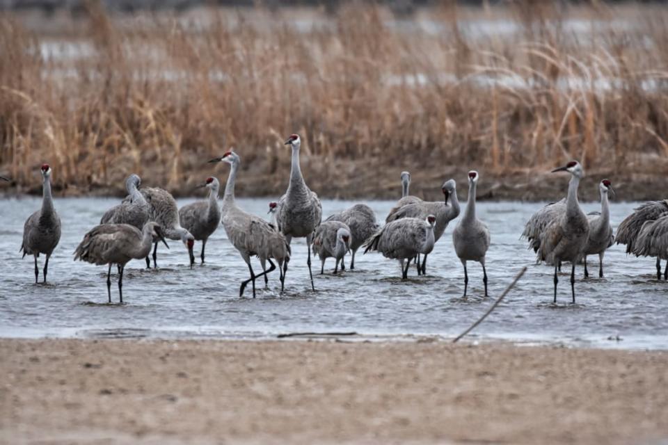 <div class="inline-image__caption"><p>Sandhill cranes at Crane Trust on the Platte River in Grand Island, Nebraska.</p></div> <div class="inline-image__credit">Brandon Withrow</div>