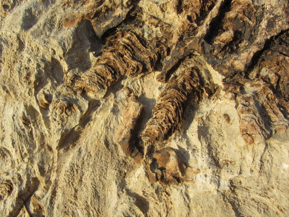 Fossilized billion-year-old stromatolites — structures created by sediment-trapping microbial mats — in California's Death Valley.