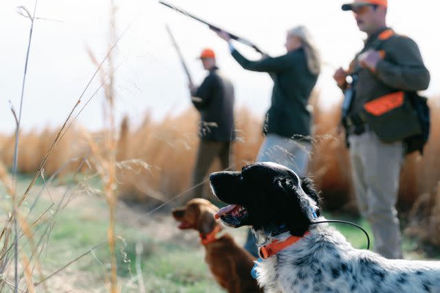 <p>Windy Hill Farm & Preserve</p> Plan a guided quail hunting trip with trained dogs.