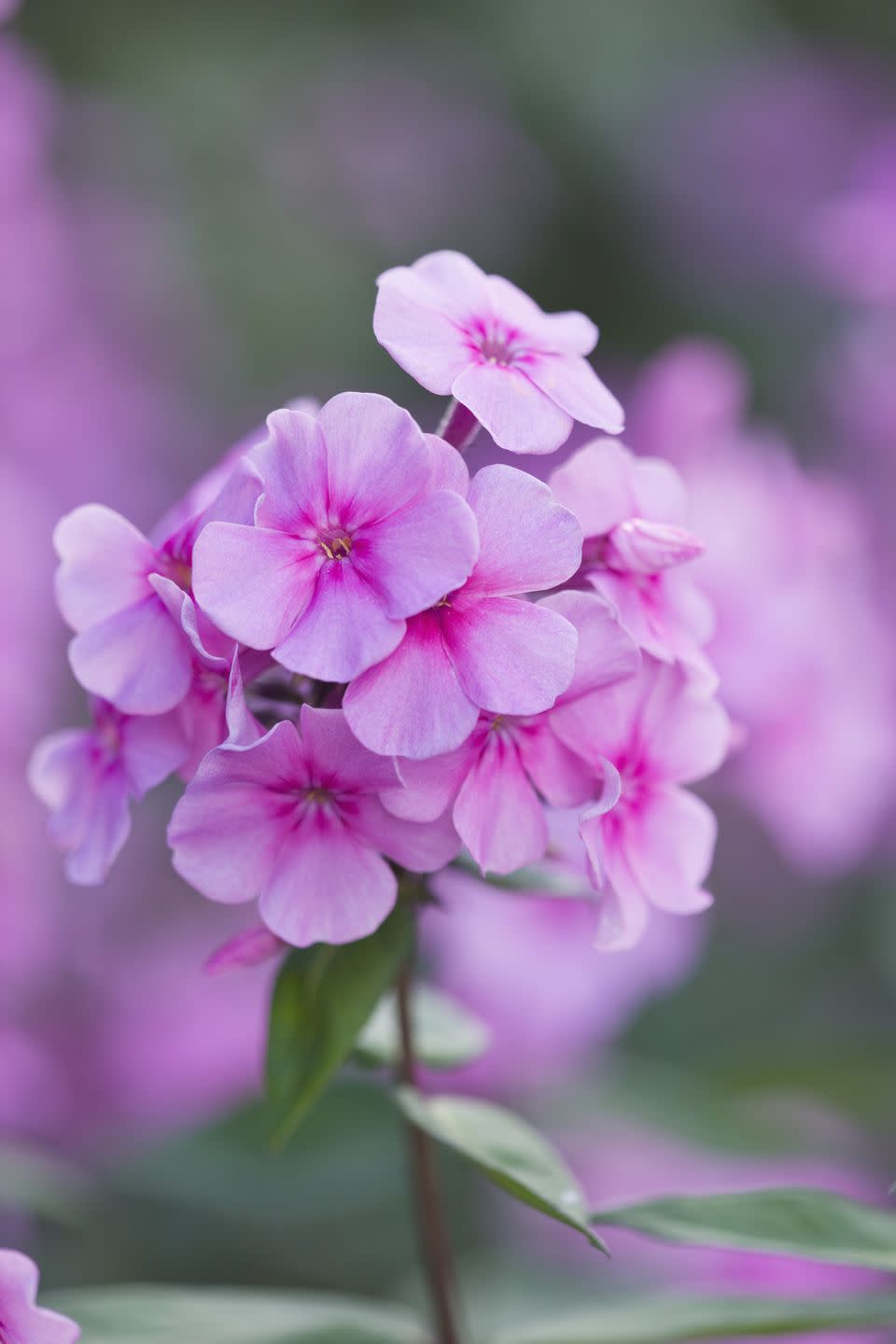 cottage flowers like phlox