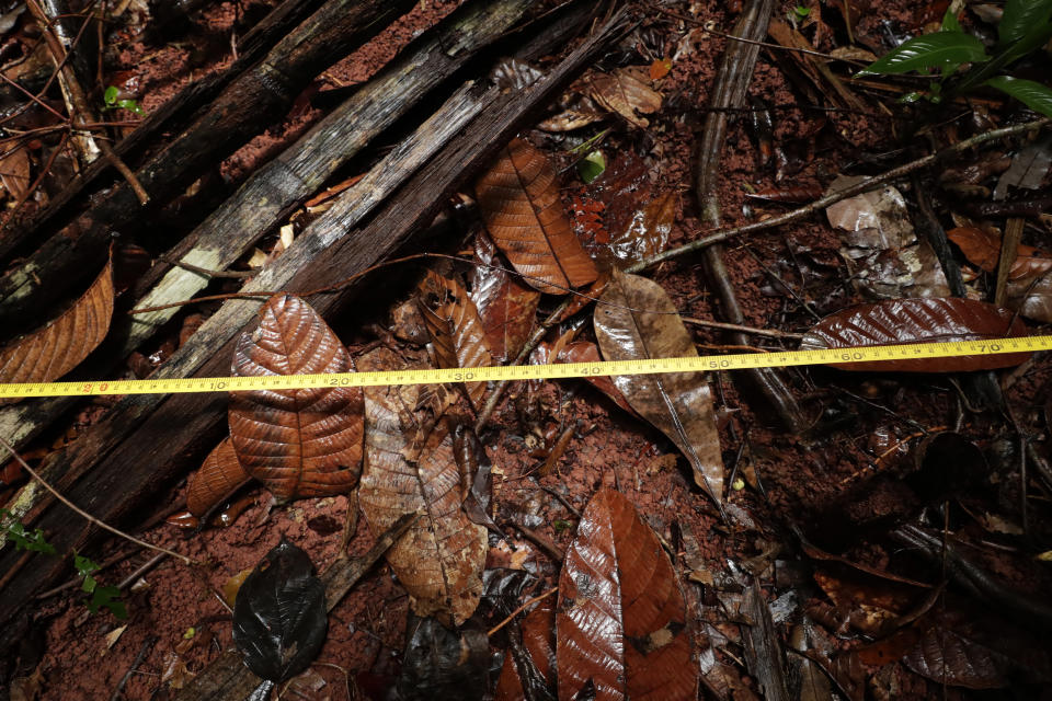 A tape measure is stretched across the forest floor as biologist Claudio Monteza installs one of his remote camera traps in the tropical rainforest in San Lorenzo, Panama, Tuesday, April 6, 2021. A year ago, Monteza had just finished a master's degree in the United States and was stopping by his native Panama for a few days before flying to Germany to begin his doctoral studies when the COVID-19 pandemic stranded him. (AP Photo/Arnulfo Franco)