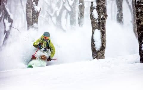 powder skiing - Credit: grant gunderson