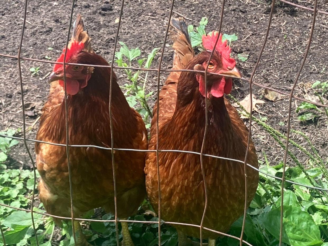 Two of Mike Holloway's 20 or so chickens at his Loami residence. Holloway has had chickens there since 1977, he said.