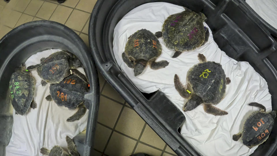 This photo provided by Clearwater Marine Aquarium shows Kemp's ridley sea turtles at the aquarium in Clearwater, Fla. Fifty-two endangered Kemp's ridley sea turtles are rehabbing at four facilities in Florida, after a flight from the New England Aquarium in Massachusetts. The turtles arrived in Tampa on Tuesday, Dec. 5, 2023, and 16 were sent to Clearwater Marine Aquarium. All of the turtles were experiencing a condition known as “cold-stun” from the frigid New England waters. (Clearwater Marine Aquarium via AP)