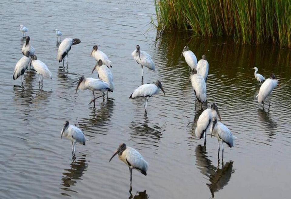 Wood storks along with other wading birds have begun their normal season aggregations in our area wetlands.