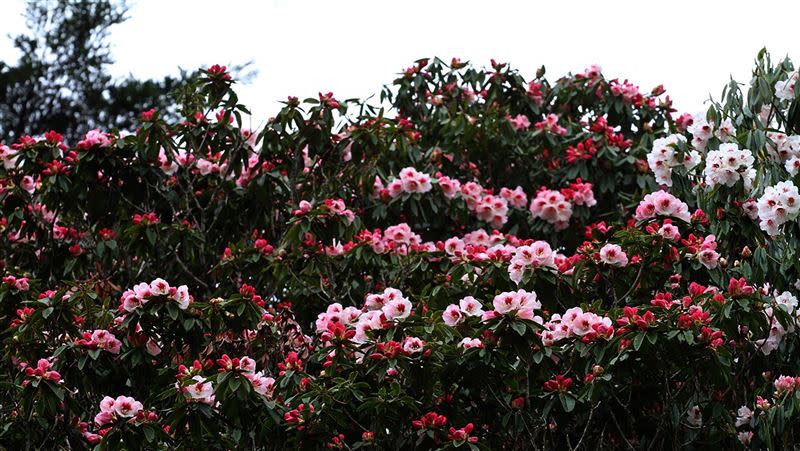 玉山塔塔加園區杜鵑花盛開，花期將持續到清明連假。（圖／中央社）