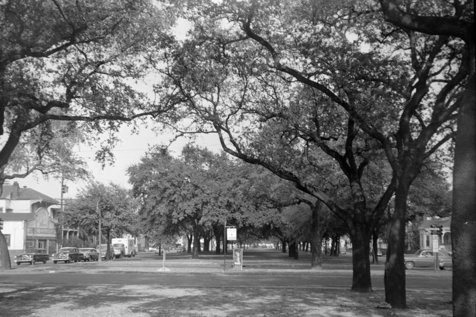 This Nov. 1, 1956, photo provided by the City Archives & Special Collections, New Orleans Public Library shows tree-lined Claiborne Avenue at Esplanade Avenue in New Orleans before an elevated expressway was built on top of it in the late 1960s. (Alexander Allison/City Archives & Special Collections, New Orleans Public Library via AP)