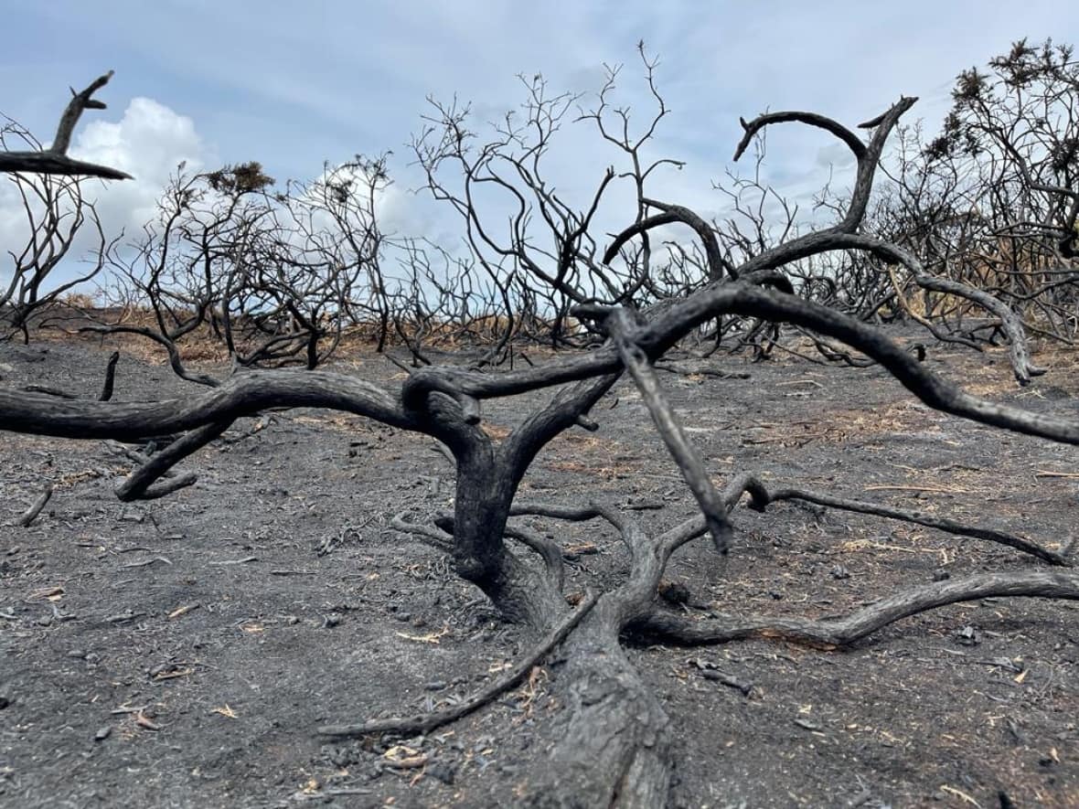 Charred branches jut out of the soil in the Dorset heath lands after a wildfire broke out on July 3. U.K. researchers are developing a national wildfire danger rating system based on a decades-old Canadian model used to determine forest fire risk.  (Lauren Sproule/ CBC - image credit)