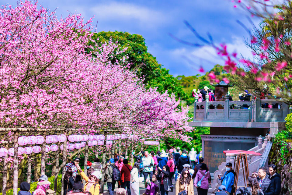 新北市淡水區的無極天元宮為北台灣知名賞櫻景點之一，每逢春節期間櫻花盛開，遊客如織。(圖為112年資料照片)新北市政府提供