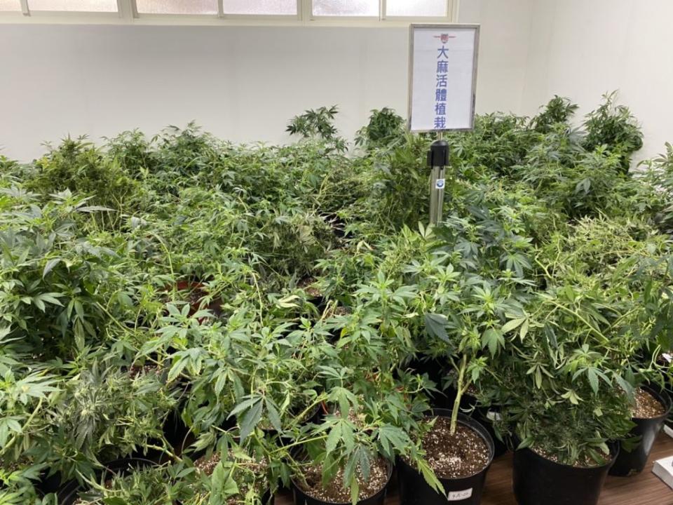 中壢警勇搗毒窟加工區內破獲大麻植栽場。(中壢分局提供)