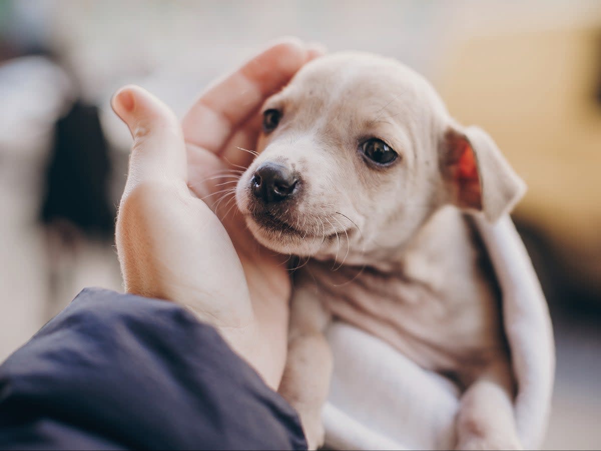 Dogs are thought to have been pets of humans since the Ice Age (Getty Images/iStockphoto)