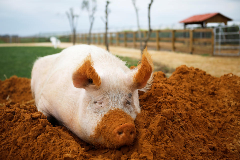 A pig named Yossi, sits in soil at "Freedom Farm" which serves as a refuge for mostly disabled animals in Moshav Olesh, Israel. (Photo: Nir Elias/Reuters)              