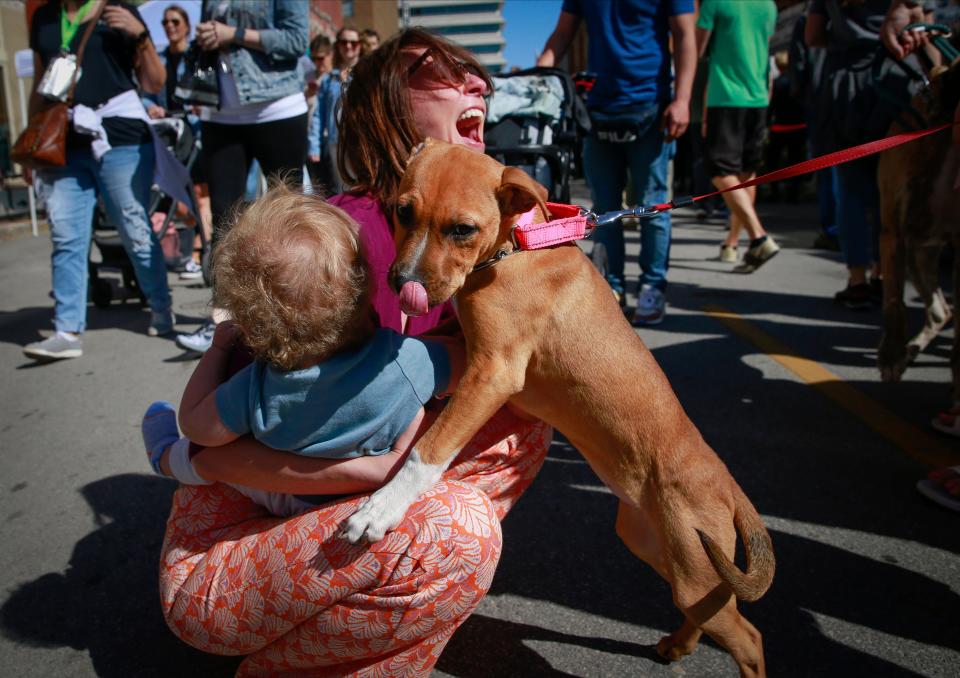 Annie, a 3-month-old rescue puppy, smothers 10-month-old Robert Vandenbroek of Des Moines with kisses during the opening day of the 2022 downtown Farmers' Market in Des Moines on Saturday, May 7.