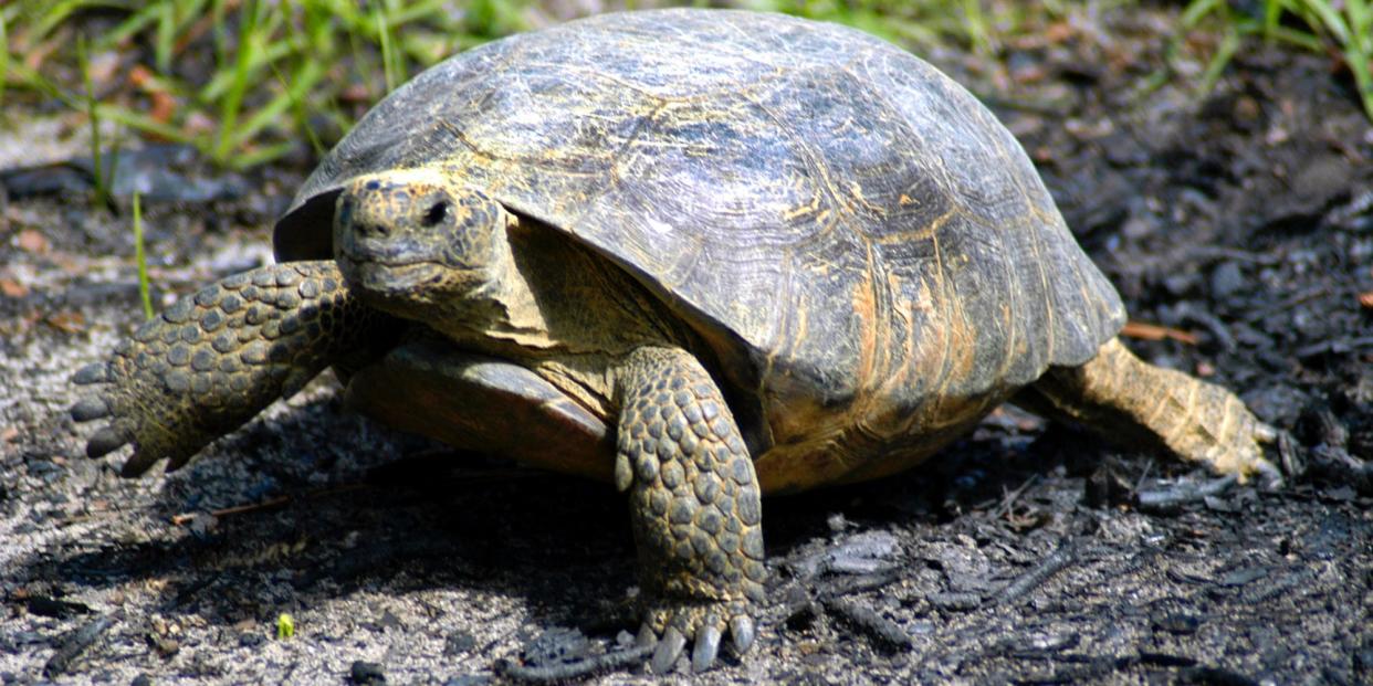 In this April 11, 2004 file photo, a gopher tortoise lumbers across the forest floor at Reed Bingham State Park near Adel, Georgia.