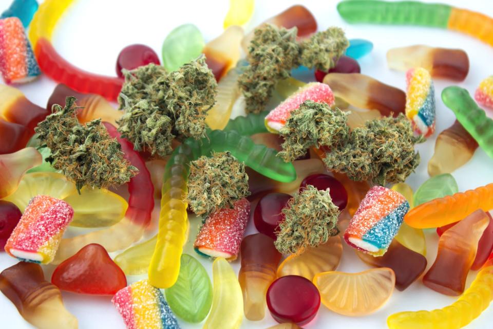 Dried medical marijuana buds lie among gummies of various shapes and flavors.