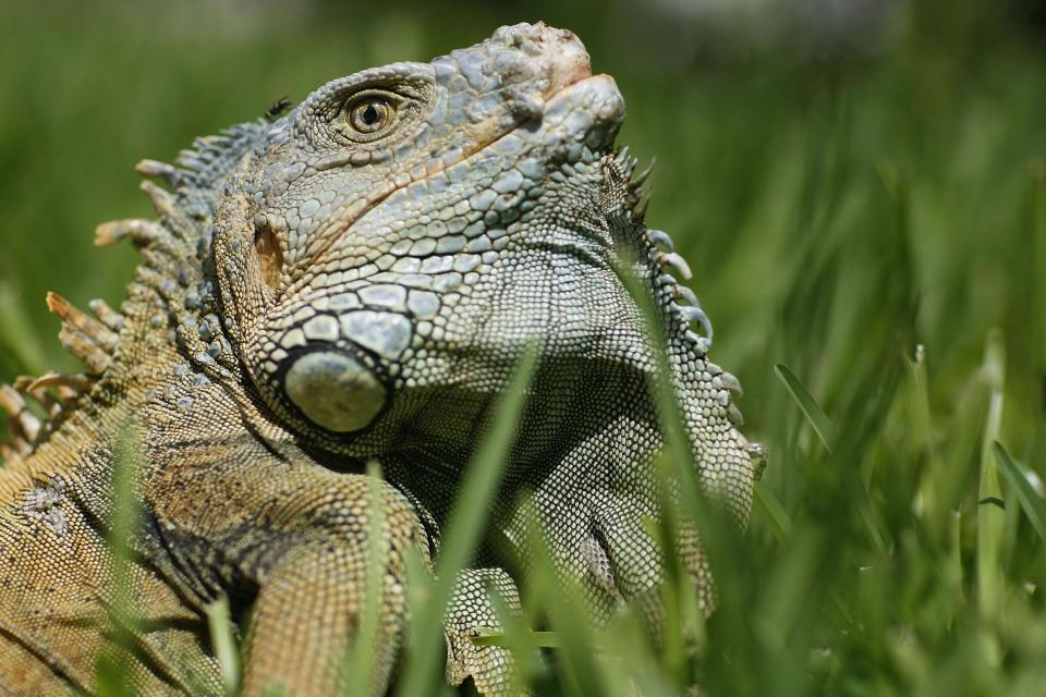 An iguana hunter mistook a pool maintenance worker for an iguana and shot him with a pellet gun in Florida. E-Lyn Bryan, a Florida homeowner, hired the hunter to take care of the nuisance animals at his property, according to the Boca Raton Police Department.However, while looking for the lizards, which can grow up to five feet, the hunter apparently mistook a pool maintenance worker for an iguana. As non-native green iguana populations rise, Floridians have been encouraged to kill the creatures, which threaten native plants and animals, by the Florida Fish and Wildlife Department. Green iguanas also have sharp claws, teeth, and tails which can be used to inflict harm. Their faeces contains salmonella bacteria, which causes 1.2 million illnesses and 23,000 hospitalisations a year, according to the Centre of Disease Control.“I came out to see what they were doing and I heard him scream at the top of his lungs and he had blood coming out of his leg and he was shot by the hunter,” the homeowner told WPTV. “We have iguanas everywhere. If neighbours are going to be like the Wild West and shoot at everything someone is going to get killed.”Police and paramedics responded. No charges were filed against the iguana hunter.