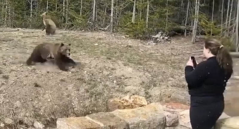 A Sceenshot of a video snowing a woman taking photos of a bear at Yellowstone National Park as the grizzly bluff charges her. Source: Storyful