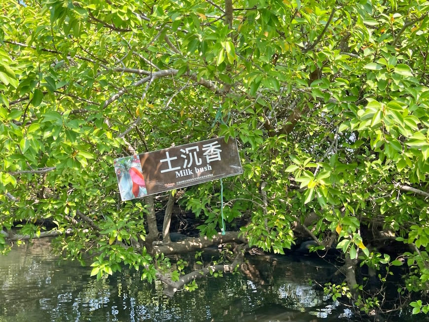 台南｜四草綠色隧道