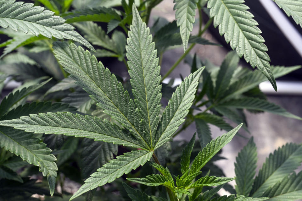 FILE - Marijuana plants are seen at a secured growing facility in Washington county, N.Y., May 12, 2023. A New York judge ordered the state to shut down its retail marijuana licensing program, Friday, Aug. 18, 2023, dealing a devastating blow to the fledgling marketplace after a group of veterans sued over rules that allowed people with drug convictions to open the first dispensaries. (AP Photo/Hans Pennink, File)
