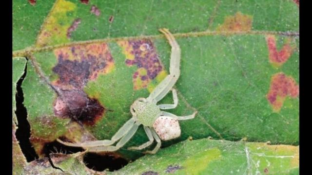 Three new species of mesothelean spiders discovered in China