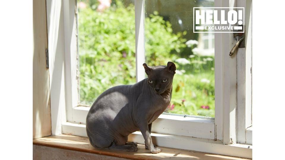 Blur star Alex James's pet cat on windowsill of farmhouse