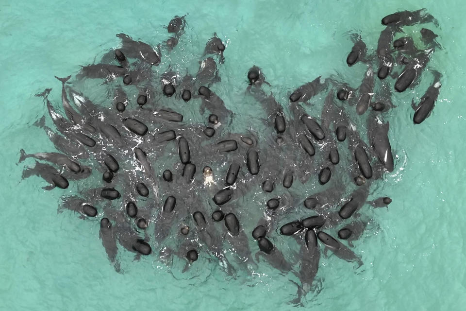 In this photo provided by the Department of Biodiversity, Conservation and Attractions, a pod of long-finned pilot whales gather closely near Cheynes Beach east of Albany, Australia, Tuesday, July 25, 2023, before stranding. Nearly 100 pilot whales stranded themselves on the beach in western Australia and about half had died by Wednesday morning, despite the efforts of wildlife experts and volunteers to save them. (DBCA via AP)