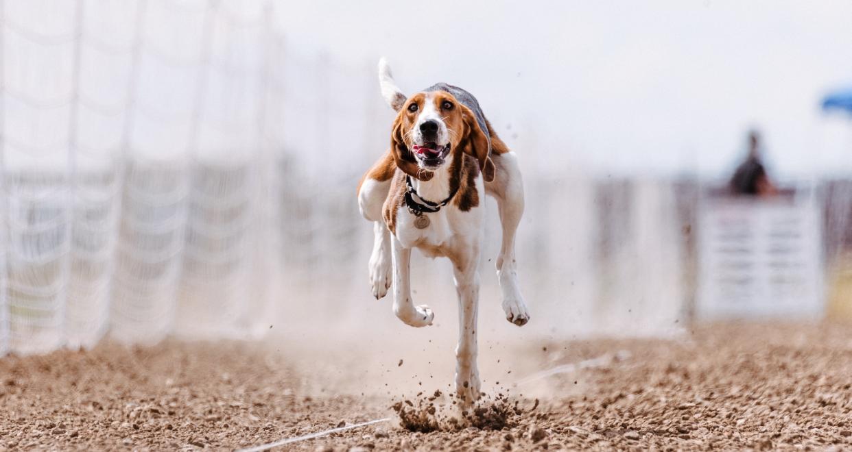 American foxhound running along dirt track