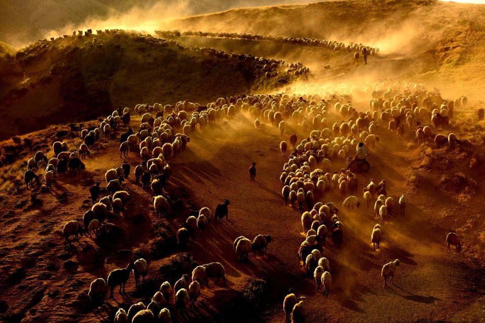 In Turkey, shepherds guide small cattle through Mount Nemrut toward Kiyiduzu village for milking on June 25.