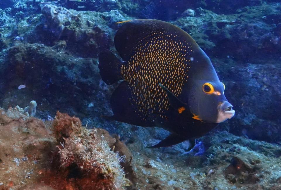 A fish swims at the Flower Garden Banks National Marine, Sanctuary Sunday, off the coast of Galveston, Texas, Sept. 17, 2023, in the Gulf of Mexico. Coral reefs support about a fourth of all marine species at some point in their life cycle. (AP Photo/LM Otero)