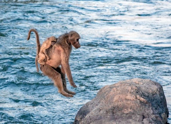 Baboon piggybacks baby across river