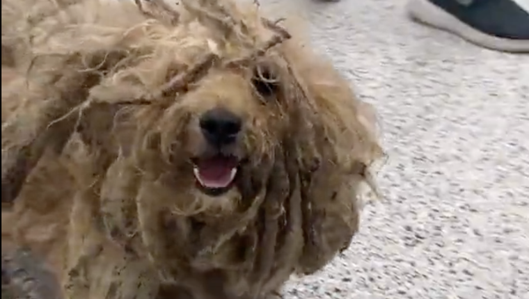 Dog Rescued With More Than 2 Pounds of Matted Fur