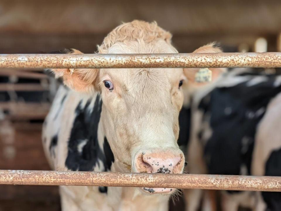 P.E.I. dairy farmers say they need a further hike in the price of milk to help cover their costs, which are rising. (Shane Hennessey/CBC - image credit)