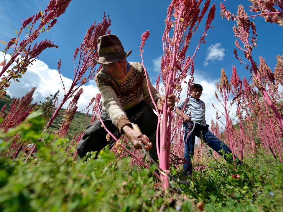 By 2013, quinoa had become too expensive for local people, despite being a staple in the region’s diet  (Alamy)
