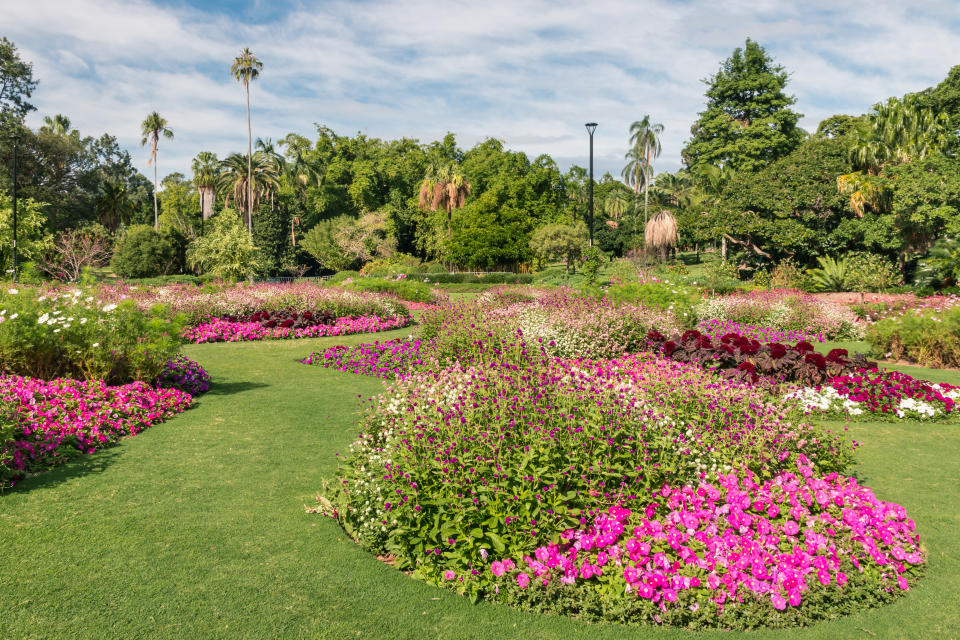 Flower bed with pink petunias in City Botanic Gardens, Brisbane, Australia. (Photo: Gettyimages)