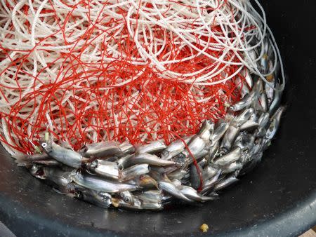 Small fish are attached to hooks as bait to catch Greenland halibut in the port of Nuuk, Greenland, June 1, 2016. REUTERS/Alister Doyle