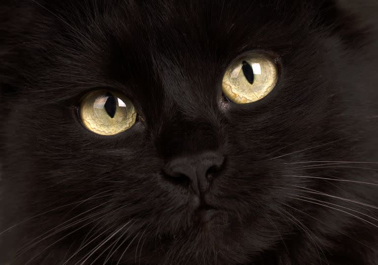 Los ojos de los gatos pueden verse en la penumbra ya tienen unas células entre la retina y el nervio óptico llamadas tapetum lucidum, que funcionan como una suerte de espejo para iluminar la retina y permitirles una mejor visión nocturna; parte de esa luz capturada puede verse desde fuera, y por eso se ven sus ojos