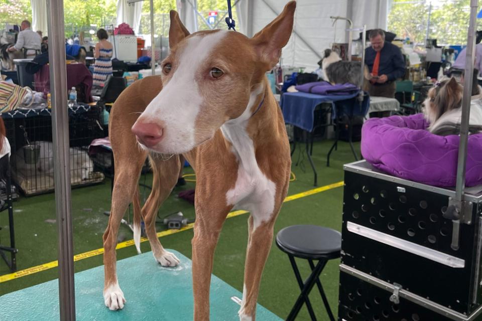 Ibizan hound stands on grooming table at Westminster Dog Show