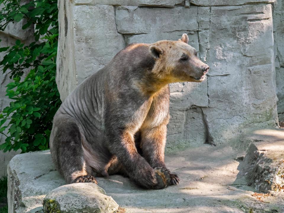 pizzly bear grolar polar grizzly hybrid animal