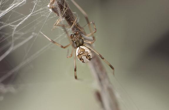 "Step into my parlor." A male redback spider enters a female's web.