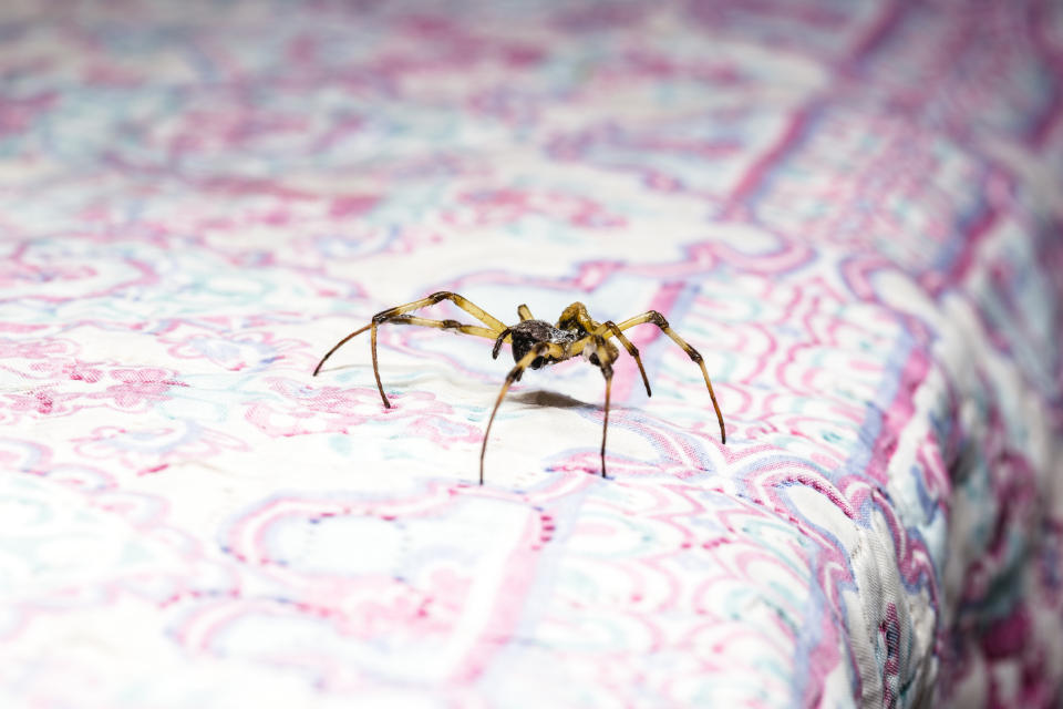 a spider on someone's bed