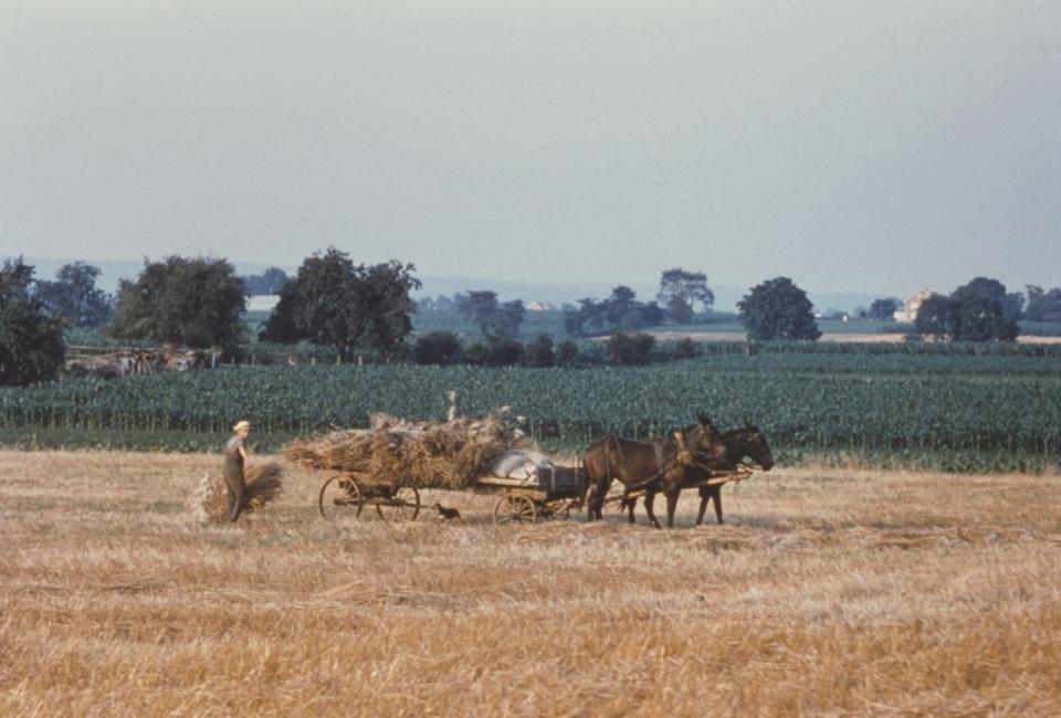 An Amish man harvests wheat in Lancaster County, Pennsylvania, USA, circa 1960.