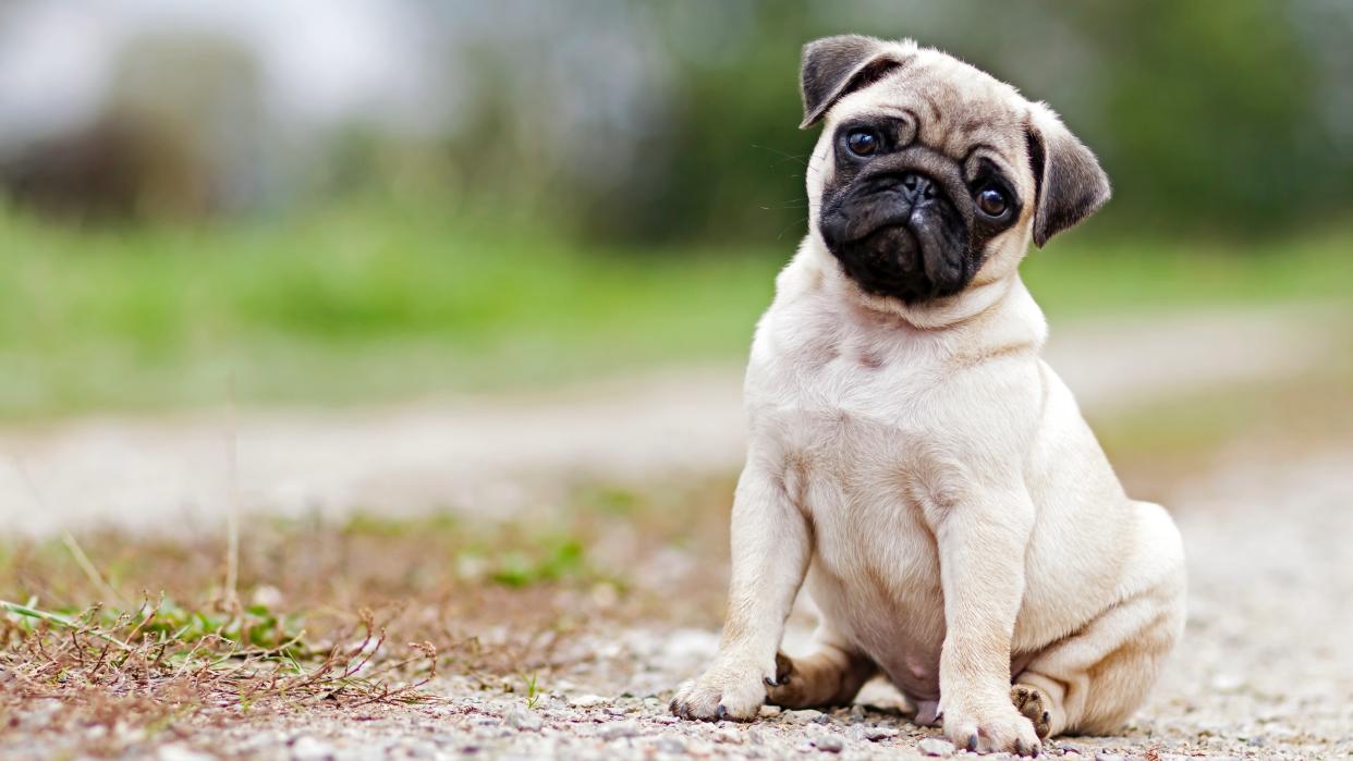 Pug