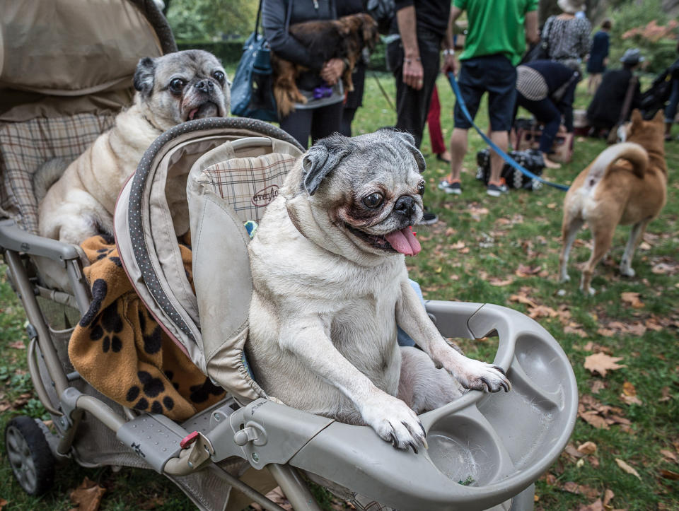 <p>When youre beautiful, you get perks. These upper-west-side Pugs take their owners out for some exercise. (Photo: Mark McQueen/Caters News) </p>