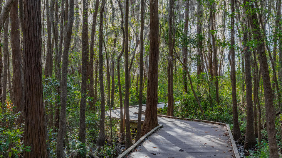 Okefenokee Swamp Folkston, GA, USA.