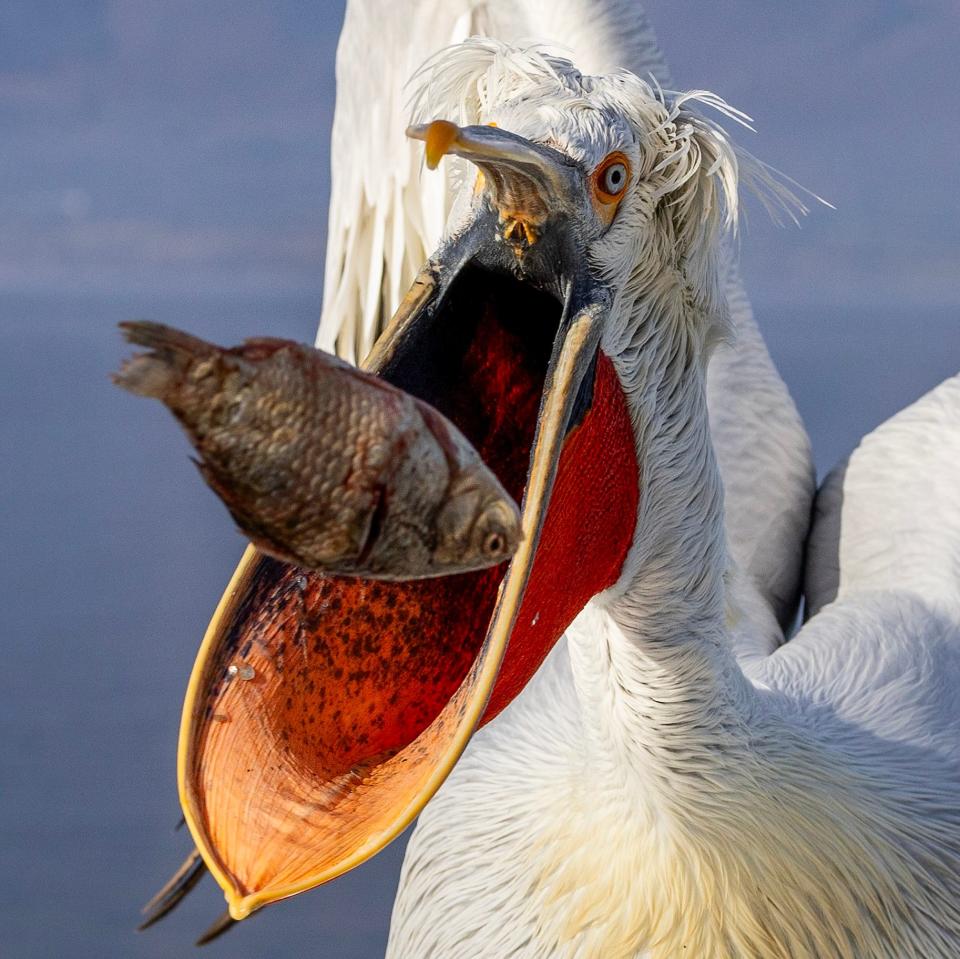 Dalmatian pelican expertly catches a fish in its bill while perching on the side of a rowing boat