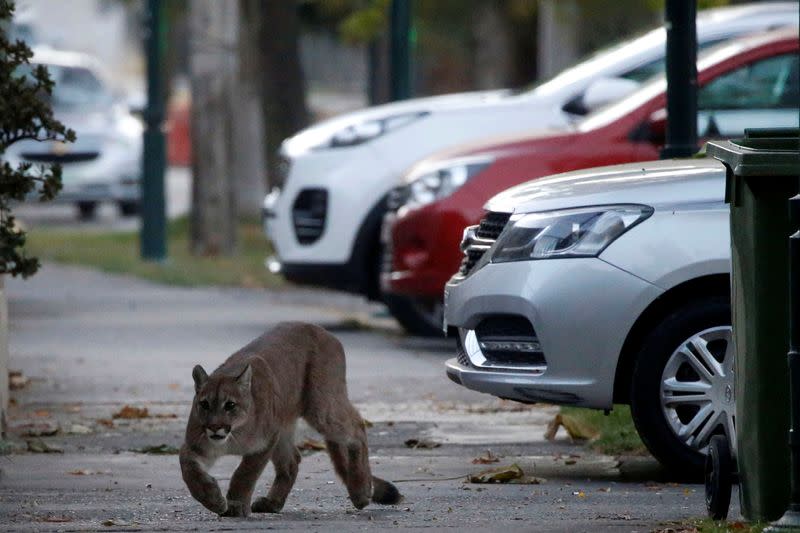 A puma walks along a street during the dawn at a neighborhood before being captured and taken to a zoo, in Santiago