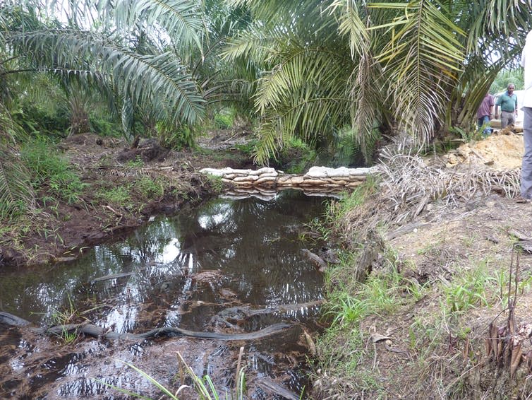 <span class="caption">A drainage ditch in a recently created oil palm plantation, Sarawak, Borneo. As the peat dries, it can release large quantities of greenhouse gases into the atmosphere.</span> <span class="attribution"><span class="source">Denis Murphy</span>, <span class="license">Author provided</span></span>