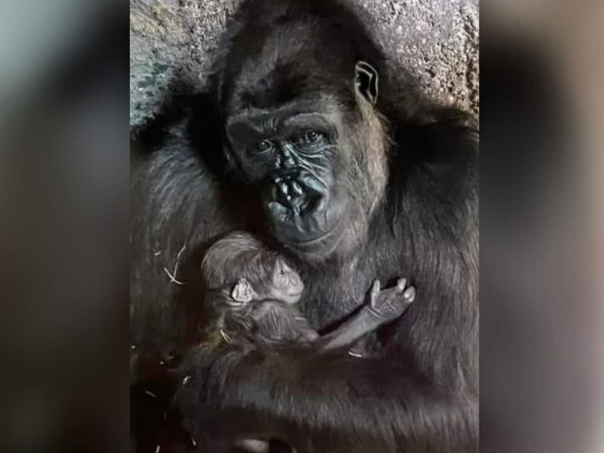 Dossi, the zoo’s 21-year-old western lowland gorilla, holds the baby she gave birth to on April 20.   (Submitted by Wilder Institute/Calgary Zoo - image credit)