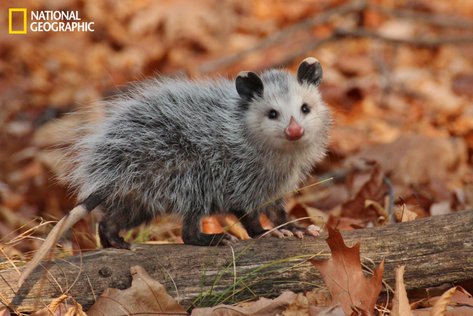 I spotted this young opossum behind a tree some distance from the trail. The forest floor was covered by newly fallen, very crisp leaves. As I approached the youngster, she turned to look for the source of the advancing racket. She gazed straight at the loud oaf who disrupted her peace. She had the most spectacularly red nose. Did my stealthy approach cause her to smile? (Photo and caption Courtesy Madeline Poster / National Geographic Your Shot) <br> <br> <a href="http://ngm.nationalgeographic.com/your-shot/weekly-wrapper" rel="nofollow noopener" target="_blank" data-ylk="slk:Click here" class="link ">Click here</a> for more photos from National Geographic Your Shot.