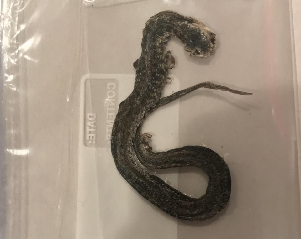 A dead snake pictured in a plastic bag.